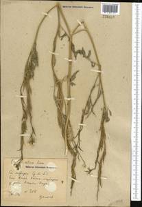 Eruca vesicaria subsp. sativa (Mill.) Thell., Middle Asia, Syr-Darian deserts & Kyzylkum (M7) (Uzbekistan)