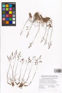 Catabrosella humilis (M.Bieb.) Tzvelev, Eastern Europe, Lower Volga region (E9) (Russia)