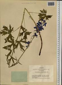 Delphinium laxiflorum DC., Siberia, Altai & Sayany Mountains (S2) (Russia)