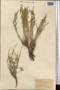 Artemisia juncea Kar. & Kir., Middle Asia, Karakum (M6) (Turkmenistan)