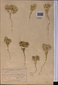 Euphorbia turczaninowii Kar. & Kir., Middle Asia, Syr-Darian deserts & Kyzylkum (M7) (Kazakhstan)