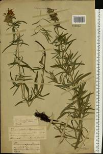 Dracocephalum ruyschiana L., Eastern Europe, Central forest-and-steppe region (E6) (Russia)