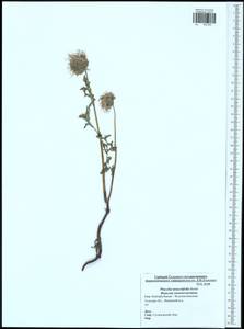 Phacelia tanacetifolia Benth., Eastern Europe, Central region (E4) (Russia)