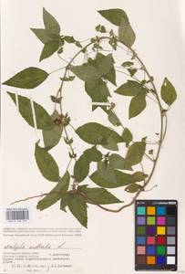 Acalypha australis L., Eastern Europe, Lower Volga region (E9) (Russia)