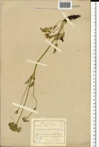Schulzia crinita (Pall.) Spreng., Siberia, Baikal & Transbaikal region (S4) (Russia)