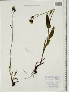 Hieracium laevigatum Willd., Caucasus, Stavropol Krai, Karachay-Cherkessia & Kabardino-Balkaria (K1b) (Russia)