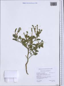 Heliotropium europaeum L., Western Europe (EUR) (Greece)