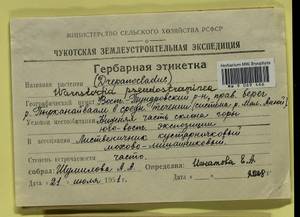 Warnstorfia pseudostraminea (Müll. Hal.) Tuom. & T.J. Kop., Bryophytes, Bryophytes - Chukotka & Kamchatka (B21) (Russia)