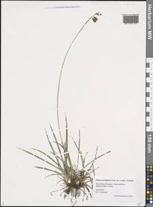 Carex coriophora Fisch. & C.A.Mey. ex Kunth, Siberia, Altai & Sayany Mountains (S2) (Russia)