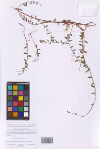 Vaccinium oxycoccos L., Eastern Europe, Moscow region (E4a) (Russia)