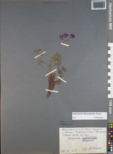 Hedysarum dasycarpum Turcz., Siberia, Central Siberia (S3) (Russia)