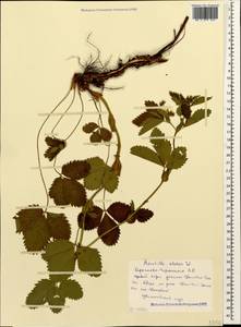 Potentilla elatior Willd. ex Schltdl., Caucasus, Stavropol Krai, Karachay-Cherkessia & Kabardino-Balkaria (K1b) (Russia)