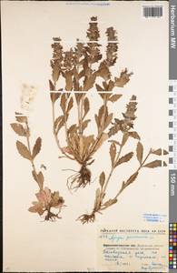 Ajuga genevensis L., Eastern Europe, North Ukrainian region (E11) (Ukraine)