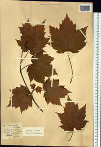 Acer ukurunduense Trautv. & C.A.Mey., Siberia, Russian Far East (S6) (Russia)