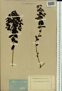 Euphorbia alpina Ledeb., Siberia, Baikal & Transbaikal region (S4) (Russia)