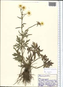 Ranunculus polyanthemos L., Middle Asia, Northern & Central Tian Shan (M4) (Kyrgyzstan)