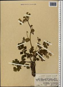 Heracleum pastinacifolium K.Koch, Caucasus, Armenia (K5) (Armenia)