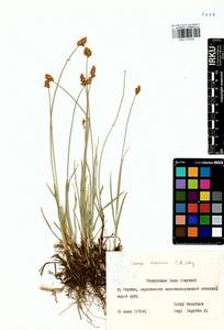 Carex enervis C.A.Mey., Siberia, Yakutia (S5) (Russia)