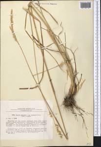 Dactylis glomerata L., Middle Asia, Pamir & Pamiro-Alai (M2) (Tajikistan)