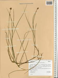 Carex chordorrhiza L.f., Eastern Europe, Belarus (E3a) (Belarus)