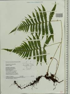 Phegopteris connectilis (Michx.) Watt, Eastern Europe, Central region (E4) (Russia)