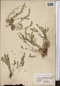 Astragalus macronyx Bunge, Middle Asia, Western Tian Shan & Karatau (M3) (Kyrgyzstan)