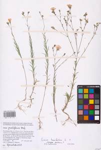 Linum tenuifolium L., Eastern Europe, Rostov Oblast (E12a) (Russia)