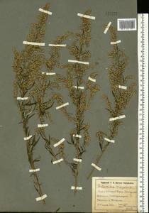 Artemisia vulgaris L., Eastern Europe, South Ukrainian region (E12) (Ukraine)