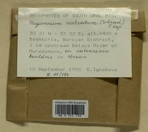 Plagiomnium rostratum (Schrad.) T.J. Kop., Bryophytes, Bryophytes - South Urals (B14) (Russia)