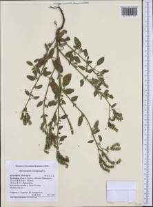 Heliotropium europaeum L., Western Europe (EUR) (Bulgaria)
