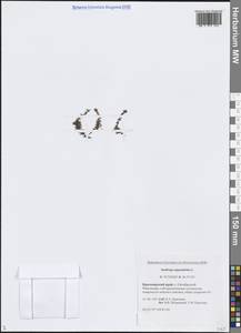 Saxifraga oppositifolia L., Siberia, Central Siberia (S3) (Russia)