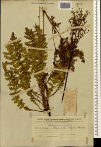 Filipendula vulgaris Moench, Caucasus, Azerbaijan (K6) (Azerbaijan)