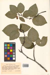 Alnus duschekia × fruticosa, Siberia, Russian Far East (S6) (Russia)