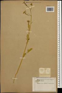 Raphanus raphanistrum subsp. rostratus (DC.) Thell., Caucasus, Azerbaijan (K6) (Azerbaijan)