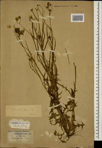 Crepis setosa Hallier fil., Caucasus, Krasnodar Krai & Adygea (K1a) (Russia)