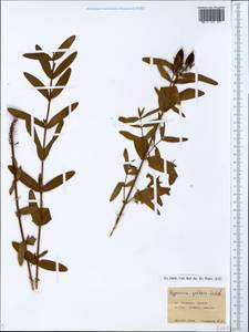Hypericum ascyron subsp. gebleri (Ledeb.) N. Robson, Siberia, Yakutia (S5) (Russia)