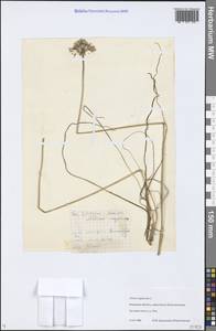 Allium angulosum L., Eastern Europe, Central region (E4) (Russia)