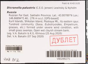 Diobelonella palustris (Dicks.) Ochyra, Bryophytes, Bryophytes - Russian Far East (excl. Chukotka & Kamchatka) (B20) (Russia)