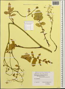 Raphanus raphanistrum subsp. landra (Moretti ex DC.) Bonnier & Layens, Caucasus, Black Sea Shore (from Novorossiysk to Adler) (K3) (Russia)