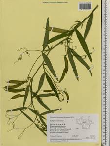 Lathyrus sylvestris L., Eastern Europe, Central region (E4) (Russia)