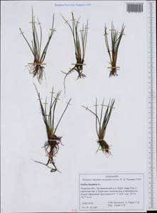 Isoetes lacustris L., Eastern Europe, North-Western region (E2) (Russia)