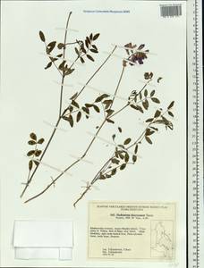 Hedysarum dasycarpum Turcz., Siberia, Russian Far East (S6) (Russia)