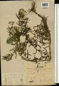 Achillea ptarmica subsp. ptarmica, Eastern Europe, Central forest region (E5) (Russia)