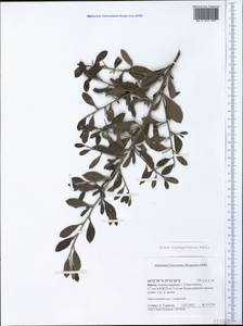 Pyrus elaeagrifolia Pall., Crimea (KRYM) (Russia)