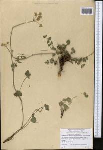 Semenovia pimpinellioides (Nevski) Manden., Middle Asia, Pamir & Pamiro-Alai (M2) (Uzbekistan)
