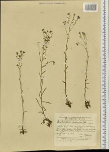 Eritrichium incanum (Turcz.) A. DC., Siberia, Russian Far East (S6) (Russia)