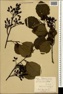 Alnus glutinosa subsp. barbata (C.A.Mey.) Yalt., Caucasus, Georgia (K4) (Georgia)