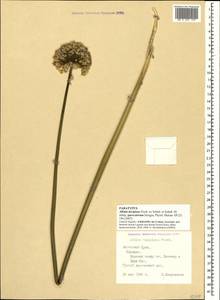 Allium decipiens subsp. quercetorum Seregin, Crimea (KRYM) (Russia)