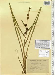 Sparganium emersum Rehmann, Eastern Europe, Central forest region (E5) (Russia)