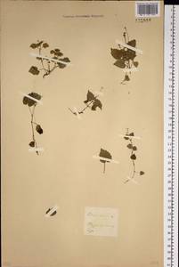 Circaea alpina L., Siberia, Baikal & Transbaikal region (S4) (Russia)